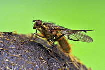 Dung Fly (Scathophagia stercoraria) on cow dung, Captive, UK