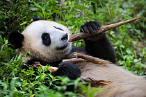 Giant panda (Ailuropoda Melanoleuca) feeding on bamboo at Bifengxia Giant Panda Breeding and Conservation Center, Yaan, Sichuan, China