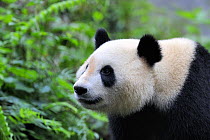 Head portrait of a Giant panda (Ailuropoda Melanoleuca) Bifengxia Giant Panda Breeding and Conservation Center, Yaan, Sichuan, China