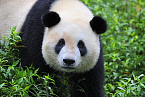 Giant panda (Ailuropoda Melanoleuca) Bifengxia Giant Panda Breeding and Conservation Center, Yaan, Sichuan, China