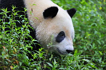 Giant panda (Ailuropoda Melanoleuca) Bifengxia Giant Panda Breeding and Conservation Center, Yaan, Sichuan, China