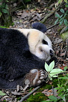 Giant panda sleeping (Ailuropoda Melanoleuca) Bifengxia Giant Panda Breeding and Conservation Center, Yaan, Sichuan, China