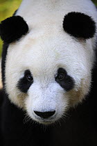 Head portrait of a Giant panda (Ailuropoda Melanoleuca) Bifengxia Giant Panda Breeding and Conservation Center, Yaan, Sichuan, China