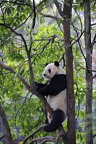 Giant panda climbing in a tree (Ailuropoda Melanoleuca) Bifengxia Giant Panda Breeding and Conservation Center, Yaan, Sichuan, China