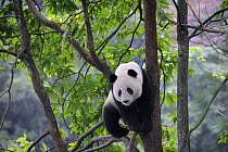 Giant panda climbing in a tree (Ailuropoda Melanoleuca) Bifengxia Giant Panda Breeding and Conservation Center, Yaan, Sichuan, China
