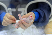 Keeper stimulating a 5 days old baby panda to defecate with a moist cotton ball at Bifengxia Giant Panda Breeding and Conservation Center,Yaan, Sichuan, China (Ailuropoda melanoleuca)