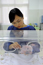 Keeper stimulating a 3 weeks old baby panda to defecate with a moist cotton ball at Bifengxia Giant Panda Breeding and Conservation Center,Yaan, Sichuan, China (Ailuropoda melanoleuca)