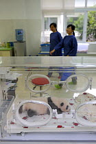 Incubator with 1 and half month old baby panda, nursery at Bifengxia Giant Panda Breeding and Conservation Center,Yaan, Sichuan, China (Ailuropoda melanoleuca)