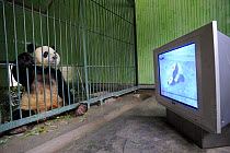 Male giant panda aged 5 years watching mating video for stimulation at Bifengxia Giant Panda Breeding and Conservation Center,Yaan, Sichuan, China (Ailuropoda melanoleuca)