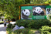 Chinese visitor at the Chengdu Research Base of Giant Panda Breeding, Chengdu, Sichuan, China