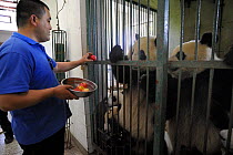 Keeper feeding giant pandas (Ailuropoda melanoleuca) at the Chengdu Research Base of Giant Panda Breeding