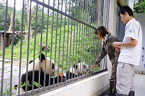 Tourist with giant panda at Bifengxia Giant Panda Breeding and Conservation Center,Yaan, Sichuan, China (Ailuropoda melanoleuca)