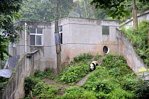 Giant panda in enclosure at Bifengxia Giant Panda Breeding and Conservation Center, Yaan, Sichuan, China (Ailuropoda melanoleuca)