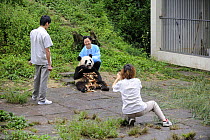 Tourist with giant panda at Bifengxia Giant Panda Breeding and Conservation Center,Yaan, Sichuan, China (Ailuropoda melanoleuca)