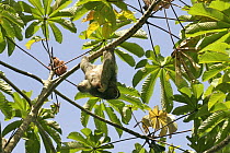 Brown throated three-toed sloth (Bradypus variegatus) in Cecropia tree, near Corcovado National Park, Osa Peninsular, Costa Rica, May