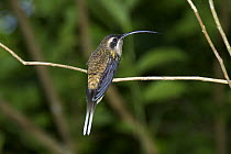 Stripe-throated Hermit (Phaethornis striigularis) [possibly P. longirostris], near Corcovado National Park, Osa Peninsular, Costa Rica, May