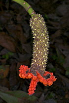 Panama Hat Palm (Carludovica rotundifolia) fruit, near Corcovado National Park, Osa Peninsular, Costa Rica, May 2008