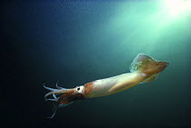 Short-fin Squid (Illex illecebrosus) swimming in open ocean, North Atlantic, USA
