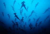 Silhouettes of Scalloped Hammerhead Sharks (Sphyrna lewini) schooling off Cocos Island, Costa Rica, Pacific Ocean.