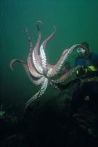 20 Kilo Giant Pacific Octopus (Octopus dofleini) parachutes down on prey, North Pacific ocean,  Canada Model released.