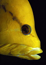 Slingjaw Wrasse (Epibulus insidiator) head  profile portrait, Red Sea.