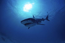 Tiger Shark (Galeocerdo cuvier) demonstrating aggressive behavior, Red Sea.