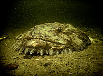 Goosefish (Lophius americanus) camouflaged on ocean floor. North Atlantic Ocean,  USA
