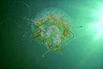 Sea Nettle Jellyfish (Chrysaora quinquecirrha) in open ocean, North Atlantic Ocean, USA
