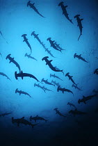 Scalloped Hammerhead Sharks (Sphyrna lewini) schooling, Cocos Island, Costa Rica, Pacific Ocean.