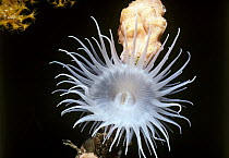 White-spotted Rose Anemone (Tealia lofotensis) showing mouth, Channels Island, California, Pacific Ocean.