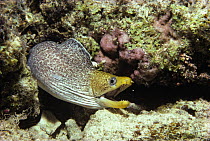 Undulated Moray Eel (Gymnothorax undulatus) hunting at night on coral reef, Red Sea