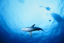 Blacktip shark {Carcharhinus  limbatus} with shadow of diver, boat and bait ball in background, Cocos Island, Costa Rica, pacific ocean