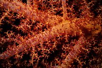 Prickly Alcyonarian Coral (Dendronephthya sp), polyps open and feeding at night, many species of these corals are being researched in the discovery of new cancer medicines, Egypt, Red Sea.