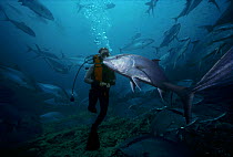 Diver with school of Almaco Jacks (Seriola rivoliana). Galapagos Islands, Pacific Ocean. Model released.