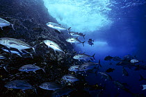 Green Jacks (Caranx caballus) schooling on coral reef; Soccoro Island, Mexico, Pacific Ocean