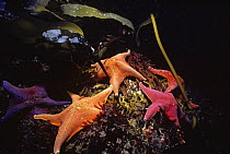 Bat Stars (Patiria miniata) grazing on kelp holdfasts, Channel Islands, California, USA, Pacific Ocean.