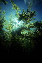 Kelp forest, Channel Islands, California, USA, Pacific ocean