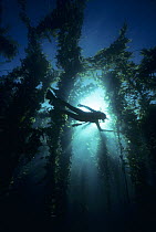 Diver Swims through Giant Kelp Forest, California, Pacific Ocean Model released.