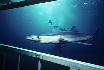 Great blue shark (Prionace glauca) approaching dive cage with two divers and three shark in background. California, Pacific Ocean. Model released.
