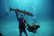 Close-up of divers interacting with Giant Great Barracuda (Sphyraena barracuda) in Bahamas, Caribbean Sea Model released.