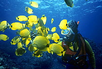 Diver surrounded by Lemon Butterflyfish (Chaetodon millaris). Hawaii, Pacific Ocean.