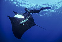 Giant Manta Ray (Manta birostris) with Remora attached and free diver. Soccoro Island, Mexico, Pacific Ocean. Model released.