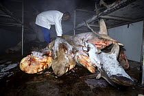 Frozen sharks caught in anti-shark net await dissection. Natal Sharks Board, Umhlanga, South Africa