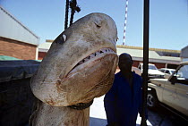 Close-up of 3 meter Tiger Shark (Galeocerdo cuvier) caught in anti-shark net hanging before dissection. Natal Sharks Board, Umhlanga, South Africa Model released.