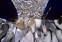 Drying Shark fins to trade with Hong Kong for Shark fin soup and medicine. Natal Sharks Board, Umhlanga, South Africa