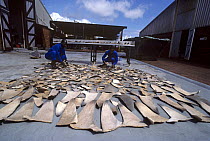 Drying Shark fins to trade with Hong Kong for Shark fin soup and medicine. Natal Sharks Board, Umhlanga, South Africa Model released.