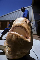 Three meter Tiger Shark (Galeocerdo cuvier) caught in anti-shark net awaits dissection and jaw extraction. Natal Sharks Board, Umhlanga, South Africa
