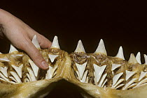 Lower jaw of 6 meter Great White Shark (Carcharodon carcharias) showing rows of replaceable teeth. Natal Shark Board Collection, South Africa