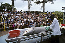 Public dissection of Dusky Shark (Carcharhinus obscurus) Natal Sharks Board, Umhlanga, South Africa
