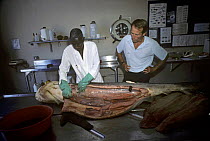 Close-up of dissection of 3-meter Tiger Shark (Galeocerdo cuvier) by two scientists. Natal Sharks Board, Umhlanga, South Africa